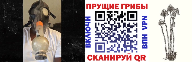 Купить закладки  Оренбург  Псилоцибиновые грибы MAGIC MUSHROOMS 